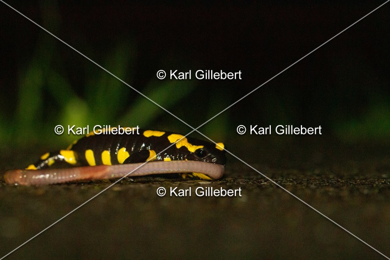 karl-gillebert-salamandre-tachetee-0061.jpg