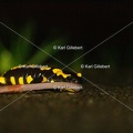 karl-gillebert-salamandre-tachetee-0061