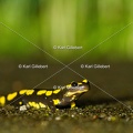 karl-gillebert-salamandre-tachetee-0092