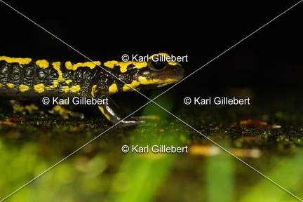 karl-gillebert-salamandre-tachetee-0104