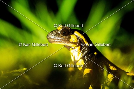 karl-gillebert-salamandre-tachetee-0116