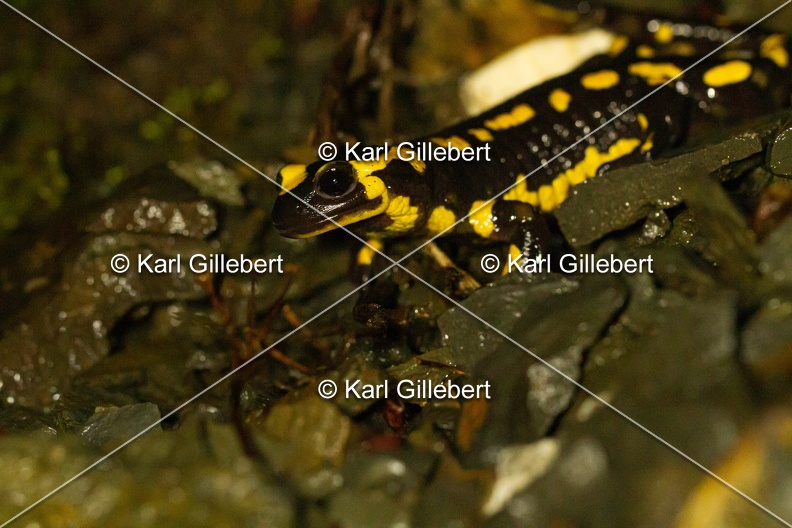 karl-gillebert-salamandre-tachetee-0122.jpg