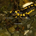 karl-gillebert-salamandre-tachetee-0122