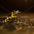 karl-gillebert-salamandre-tachetee-0125
