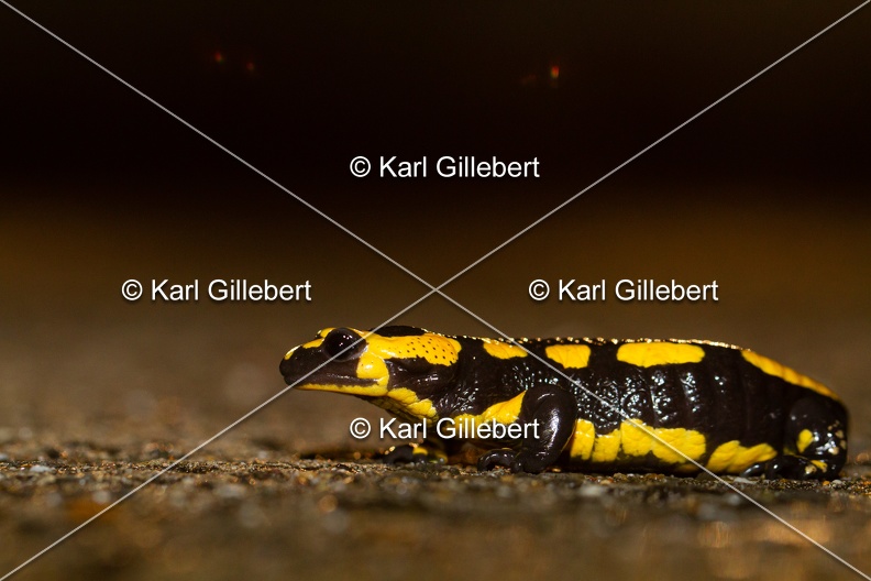 karl-gillebert-salamandre-tachetee-0133.jpg