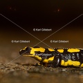 karl-gillebert-salamandre-tachetee-0133