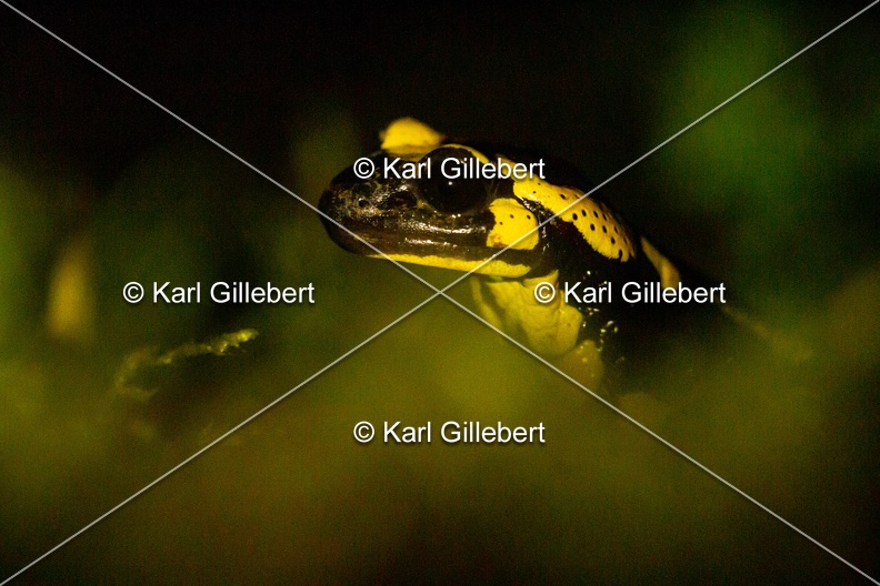 karl-gillebert-salamandre-tachetee-0137.jpg