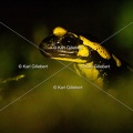 karl-gillebert-salamandre-tachetee-0137