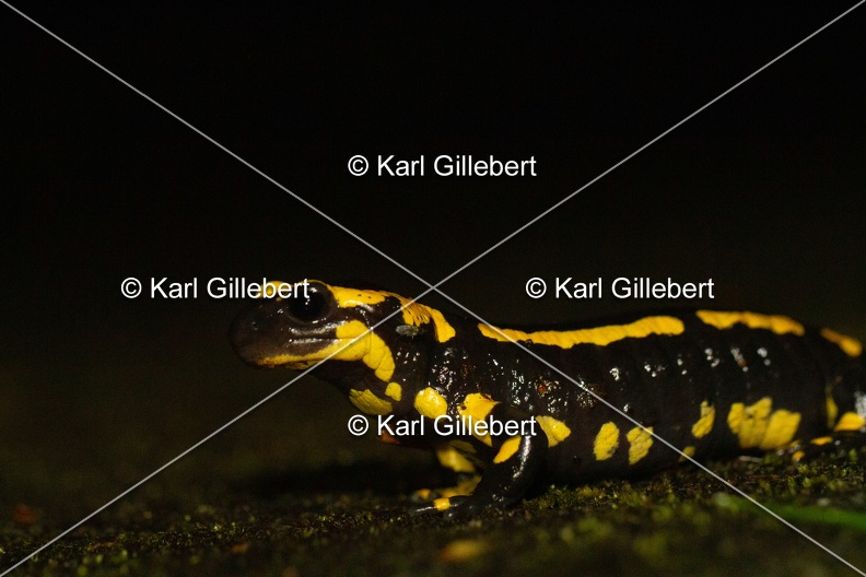 karl-gillebert-salamandre-tachetee-0139.jpg