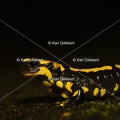 karl-gillebert-salamandre-tachetee-0139