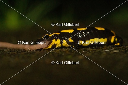 karl-gillebert-salamandre-tachetee-0151