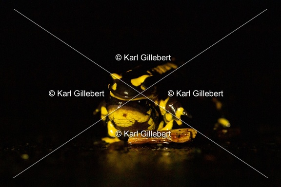 karl-gillebert-salamandre-tachetee-0162