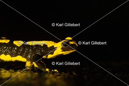 karl-gillebert-salamandre-tachetee-0176