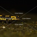 karl-gillebert-salamandre-tachetee-0189