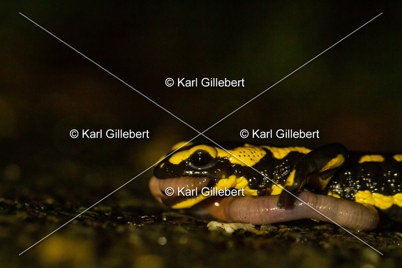 karl-gillebert-salamandre-tachetee-0191