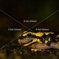 karl-gillebert-salamandre-tachetee-0191