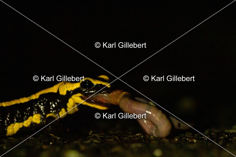 karl-gillebert-salamandre-tachetee-0200.jpg