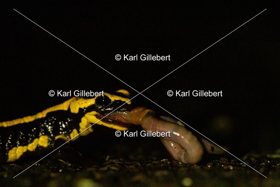 karl-gillebert-salamandre-tachetee-0200