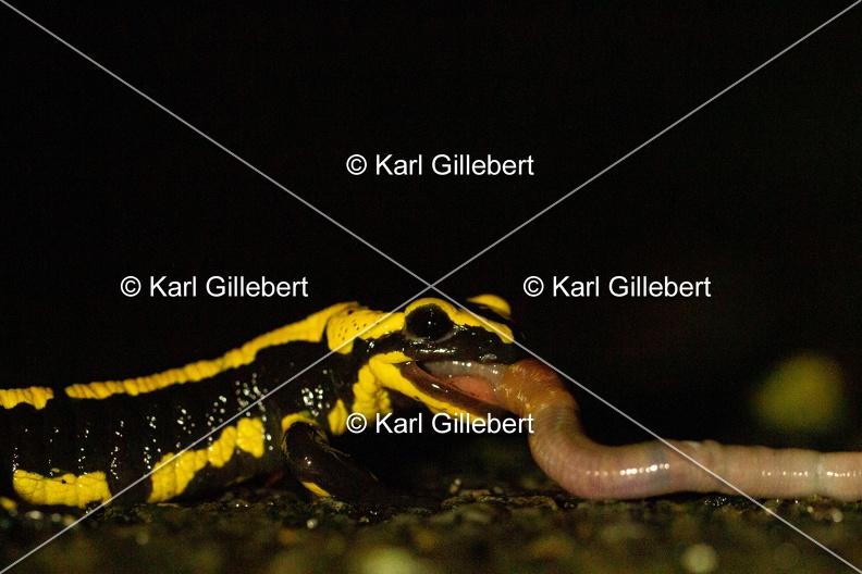 karl-gillebert-salamandre-tachetee-0208.jpg