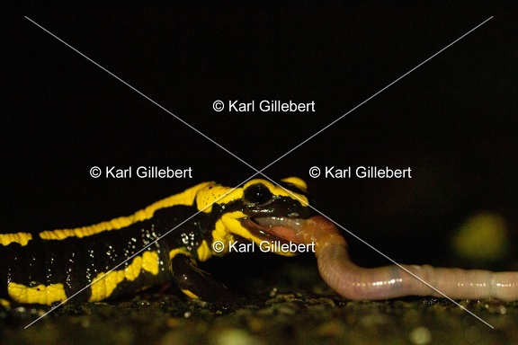 karl-gillebert-salamandre-tachetee-0208