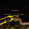 karl-gillebert-salamandre-tachetee-0208