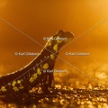 karl-gillebert-salamandre-tachetee-0214