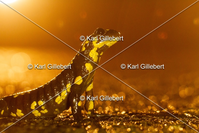 karl-gillebert-salamandre-tachetee-0216.jpg