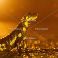 karl-gillebert-salamandre-tachetee-0216