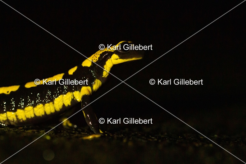 karl-gillebert-salamandre-tachetee-0216-5.jpg