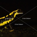 karl-gillebert-salamandre-tachetee-0216-5