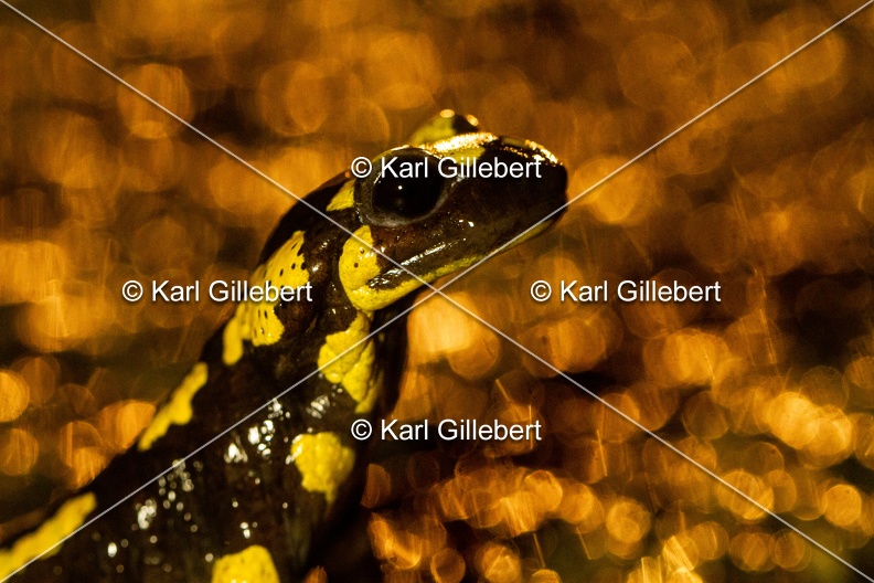 karl-gillebert-salamandre-tachetee-0223.jpg