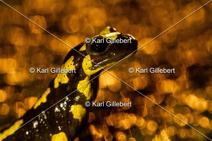 karl-gillebert-salamandre-tachetee-0223