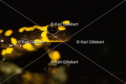 karl-gillebert-salamandre-tachetee-0234