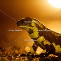 karl-gillebert-salamandre-tachetee-0236
