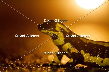 karl-gillebert-salamandre-tachetee-0236
