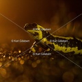karl-gillebert-salamandre-tachetee-0242
