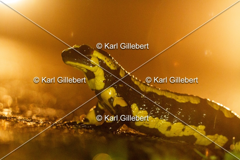 karl-gillebert-salamandre-tachetee-0246.jpg