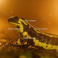 karl-gillebert-salamandre-tachetee-0246
