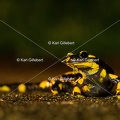 karl-gillebert-salamandre-tachetee-0249