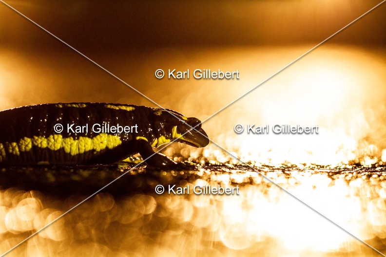 karl-gillebert-salamandre-tachetee-0261.jpg