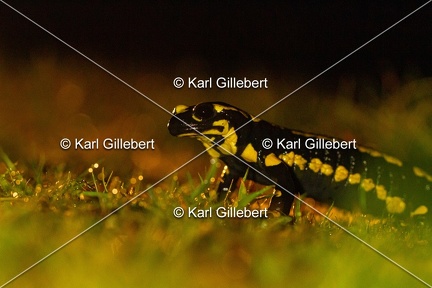 karl-gillebert-salamandre-tachetee-0297