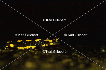 karl-gillebert-salamandre-tachetee-0374