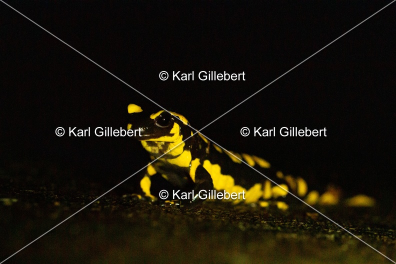 karl-gillebert-salamandre-tachetee-0412.jpg