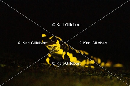 karl-gillebert-salamandre-tachetee-0412