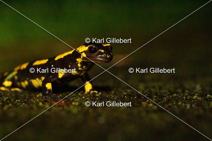 karl-gillebert-salamandre-tachetee-0504