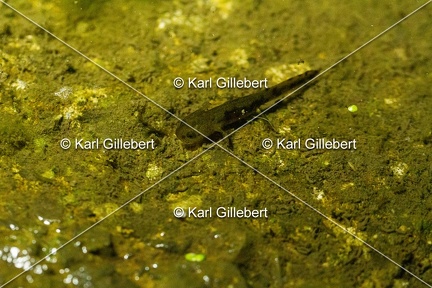 karl-gillebert-salamandre-tachetee-0536