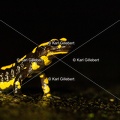 karl-gillebert-salamandre-tachetee-0543