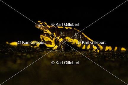 karl-gillebert-salamandre-tachetee-0550