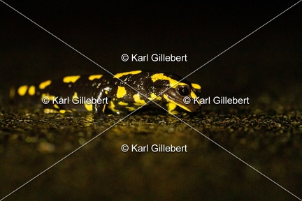 karl-gillebert-salamandre-tachetee-0569