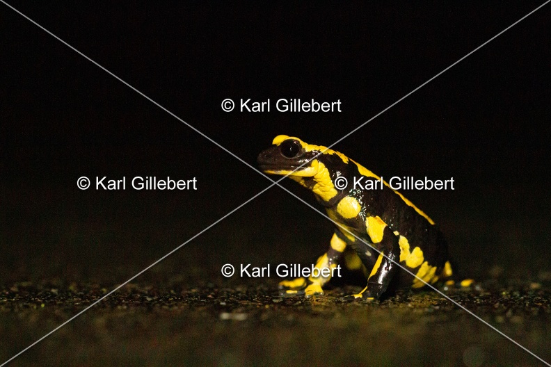 karl-gillebert-salamandre-tachetee-0577